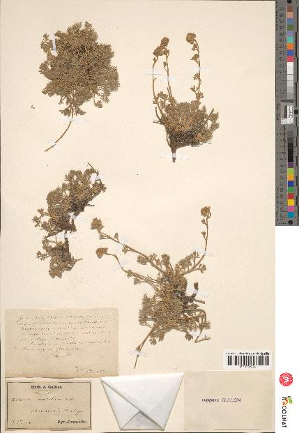 spécimen de Artemisia mutellina