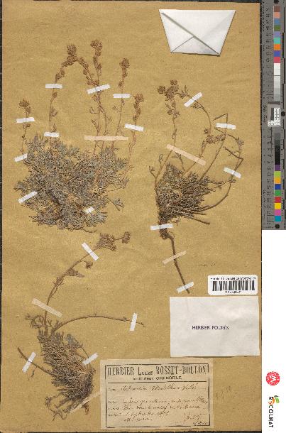 spécimen de Artemisia mutellina