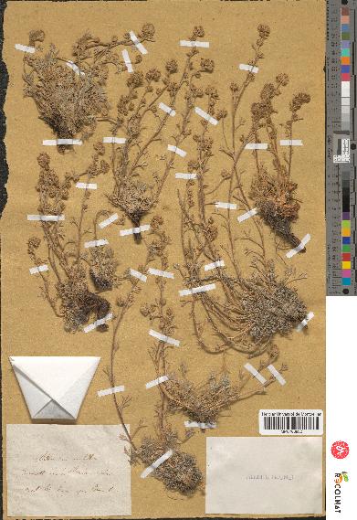 spécimen de Artemisia mutellina