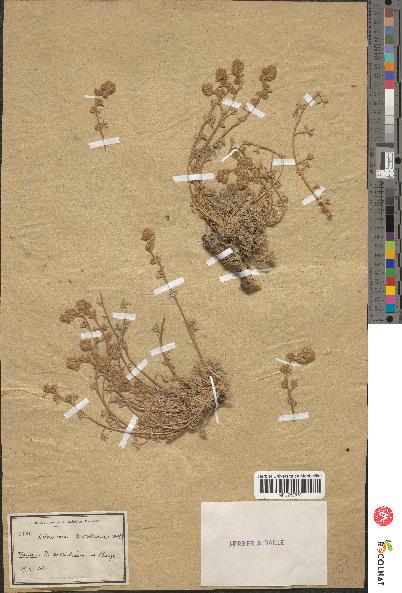 spécimen de Artemisia mutellina