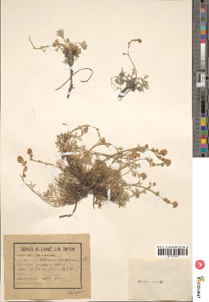 spécimen de Artemisia mutellina