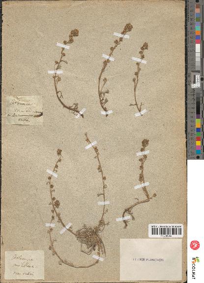 spécimen de Artemisia mutellina