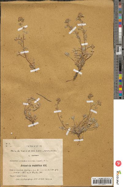 spécimen de Artemisia mutellina