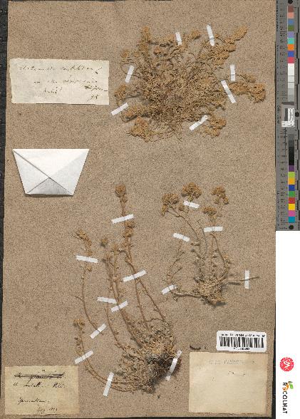 spécimen de Artemisia mutellina