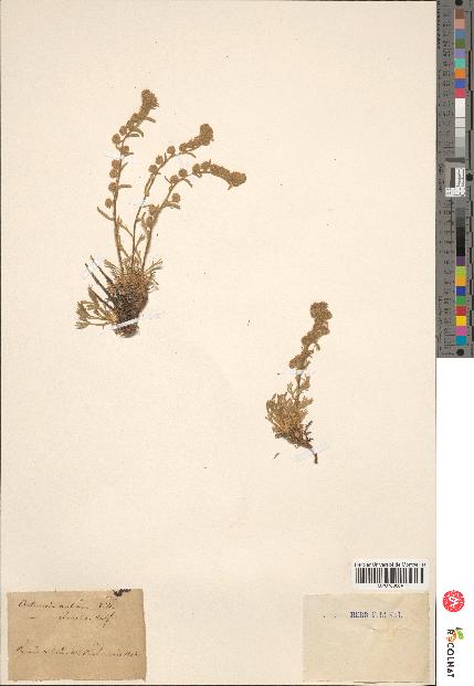 spécimen de Artemisia mutellina