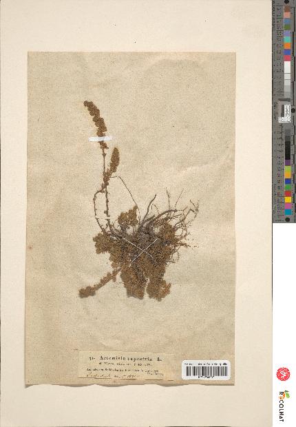 spécimen de Artemisia rupestris