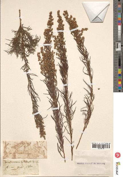 spécimen de Artemisia salsoloides