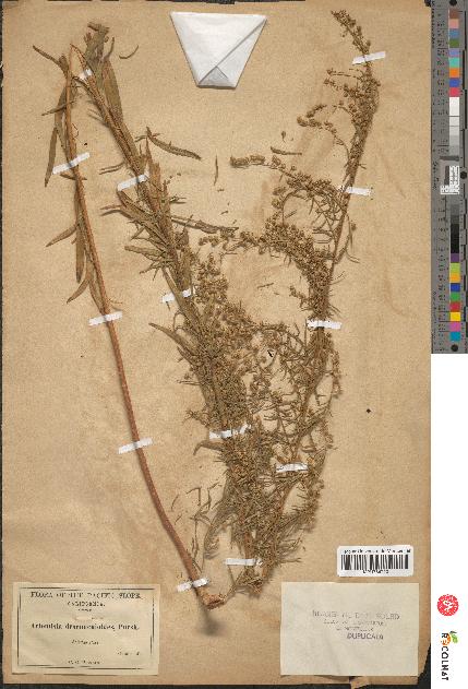 spécimen de Artemisia dracunculus