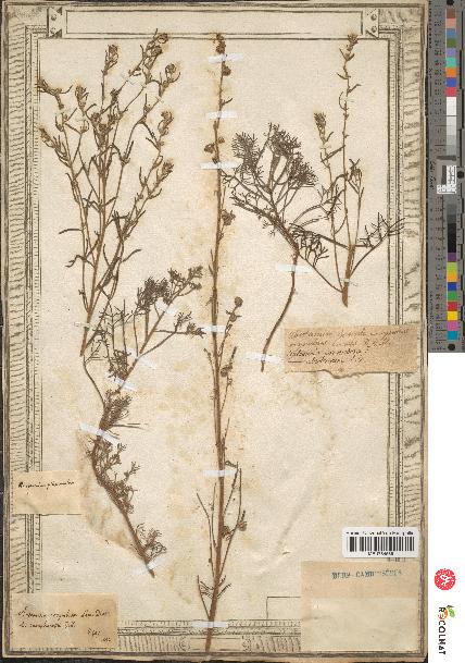 spécimen de Artemisia corymbosa