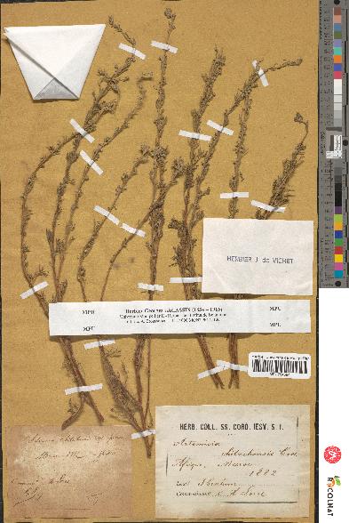 spécimen de Artemisia chitachensis