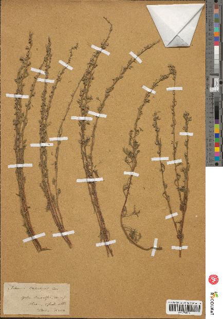 spécimen de Artemisia chitachensis