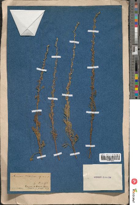 spécimen de Artemisia chitachensis