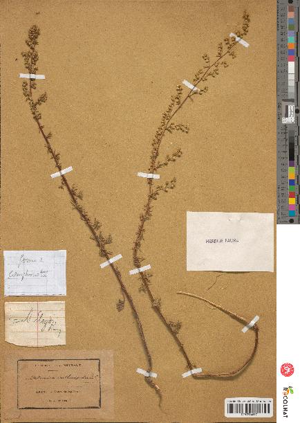 spécimen de Artemisia crithmifolia