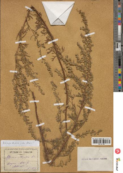 spécimen de Artemisia crithmifolia