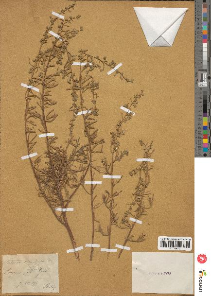 spécimen de Artemisia crithmifolia