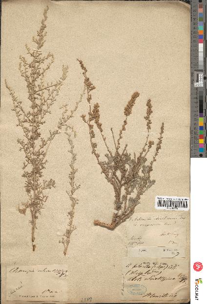 spécimen de Artemisia odoratissima