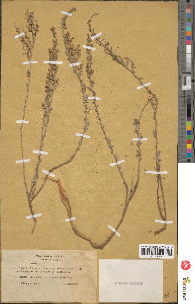 spécimen de Artemisia oranensis