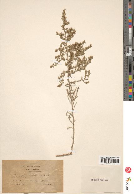 spécimen de Artemisia oranensis