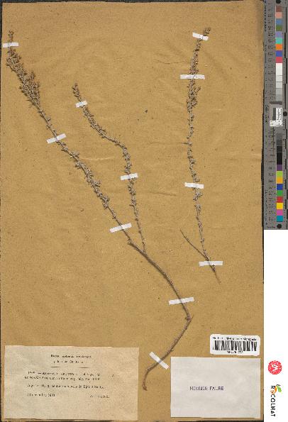 spécimen de Artemisia oranensis