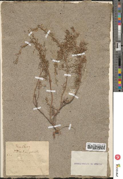 spécimen de Artemisia palmata