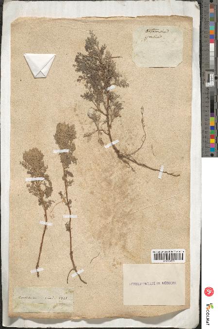 spécimen de Artemisia pontica