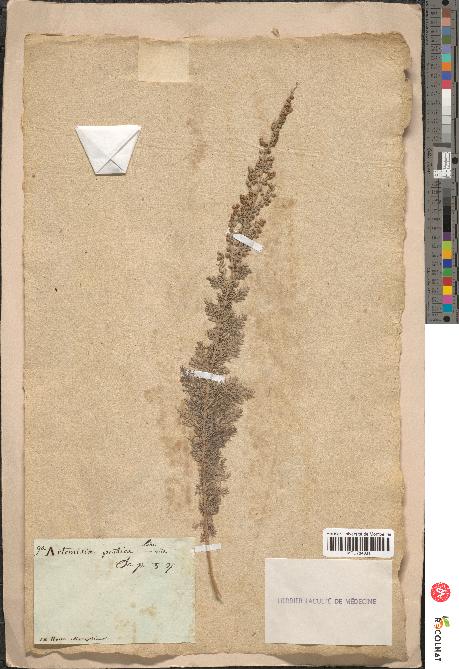 spécimen de Artemisia pontica