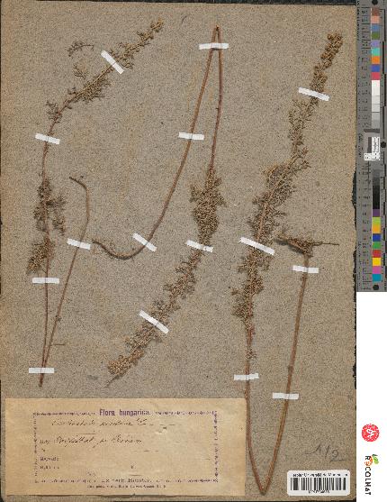 spécimen de Artemisia pontica