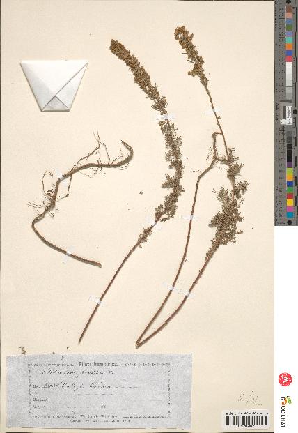 spécimen de Artemisia pontica