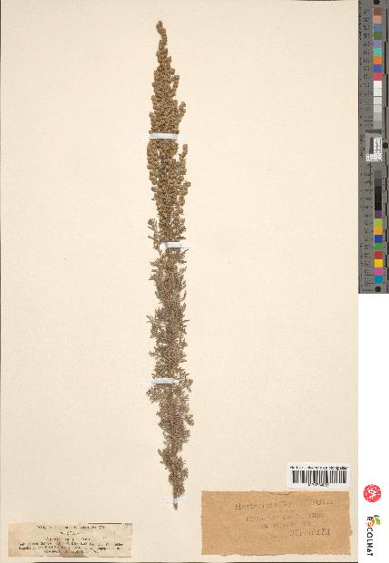 spécimen de Artemisia pontica