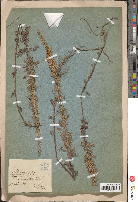 spécimen de Artemisia pontica