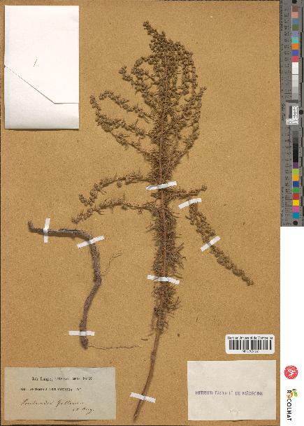 spécimen de Artemisia crithmifolia