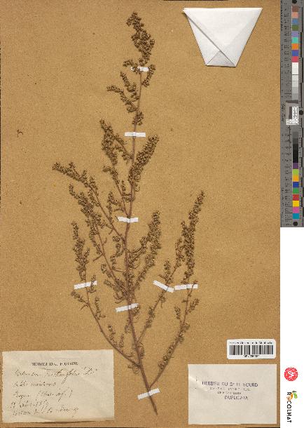 spécimen de Artemisia crithmifolia