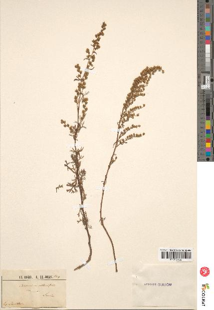 spécimen de Artemisia crithmifolia