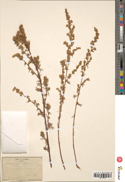 spécimen de Artemisia crithmifolia