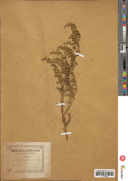 spécimen de Artemisia crithmifolia