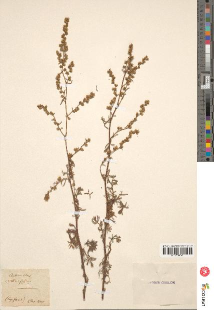 spécimen de Artemisia crithmifolia