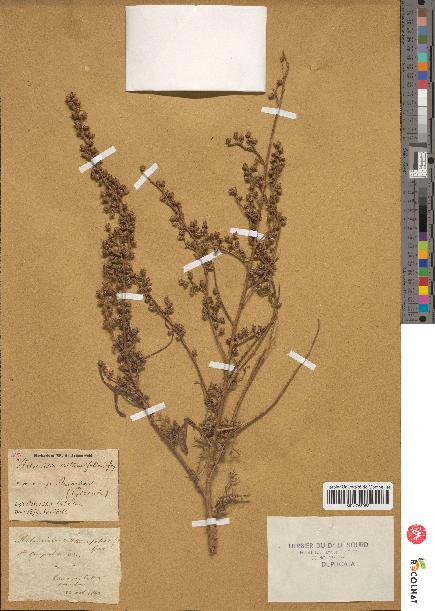 spécimen de Artemisia crithmifolia