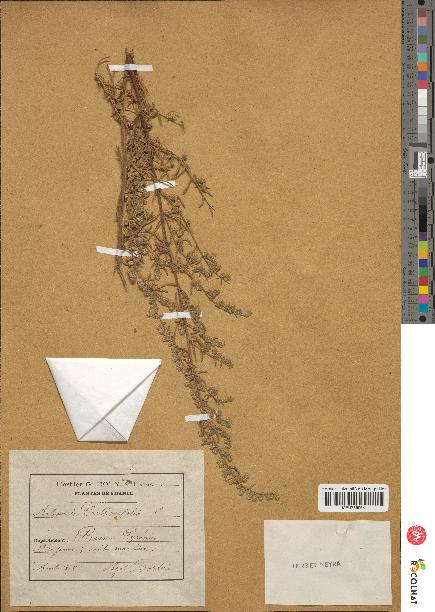 spécimen de Artemisia crithmifolia