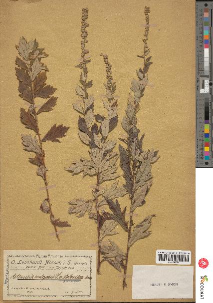 spécimen de Artemisia vulgaris