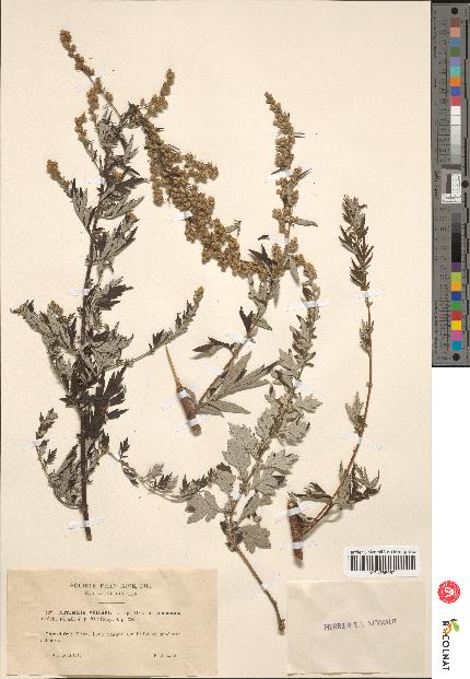 spécimen de Artemisia vulgaris