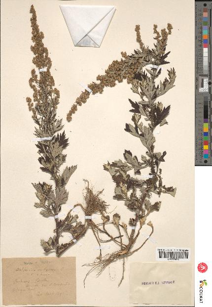 spécimen de Artemisia vulgaris