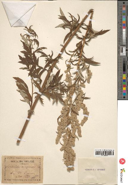 spécimen de Artemisia vulgaris