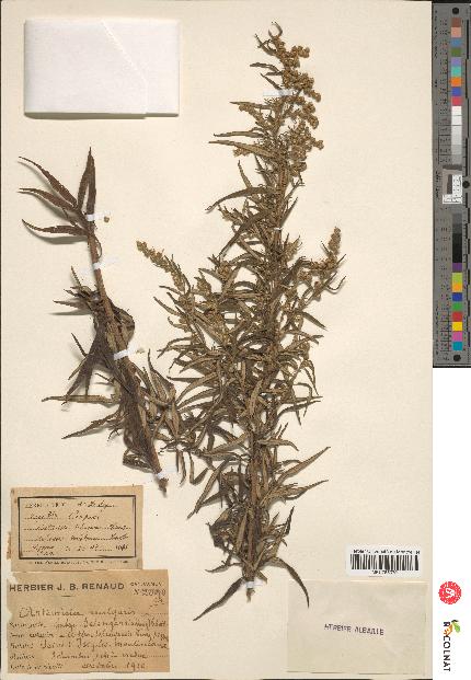 spécimen de Artemisia vulgaris