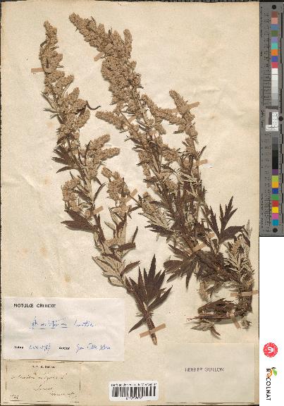 spécimen de Artemisia vulgaris