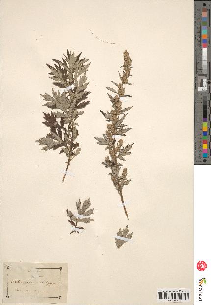 spécimen de Artemisia vulgaris