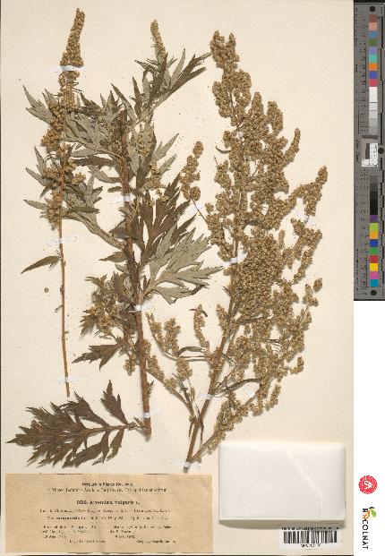 spécimen de Artemisia vulgaris
