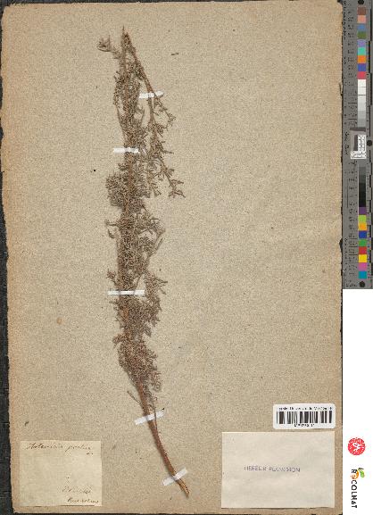 spécimen de Artemisia pontica