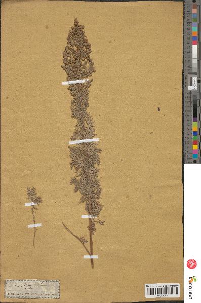 spécimen de Artemisia pontica
