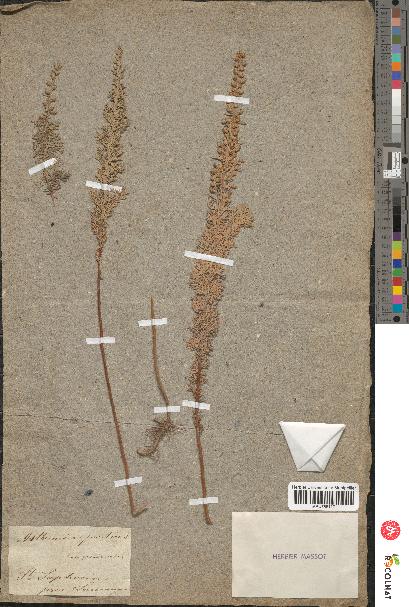 spécimen de Artemisia pontica