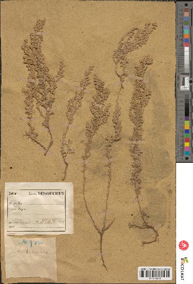 spécimen de Artemisia sp.